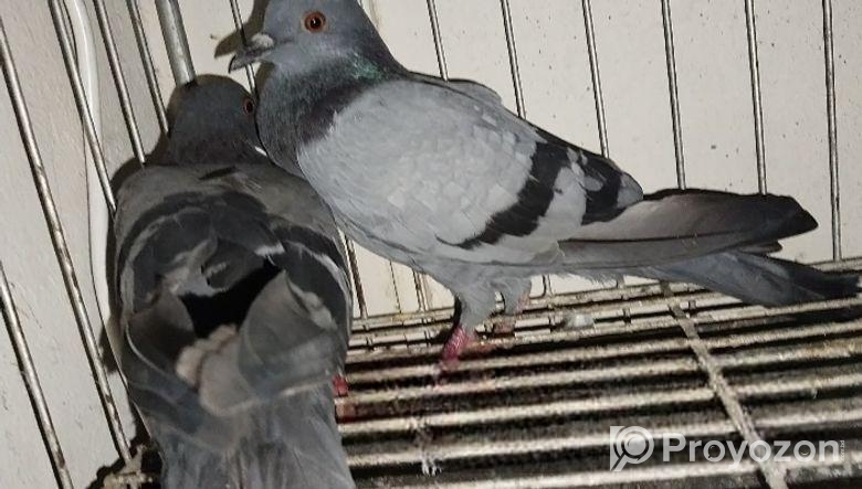 জালালী কবুতর