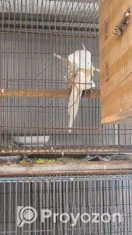 Big Size Albino Confirm Breeding Pair For Sale