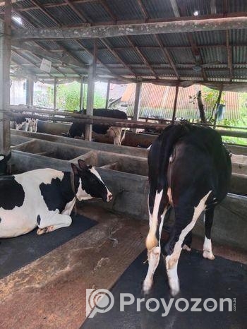 খাটি গরুর দুধ