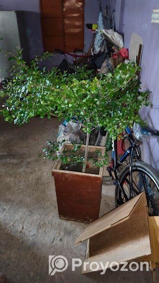 নাগাচুকা গাছ