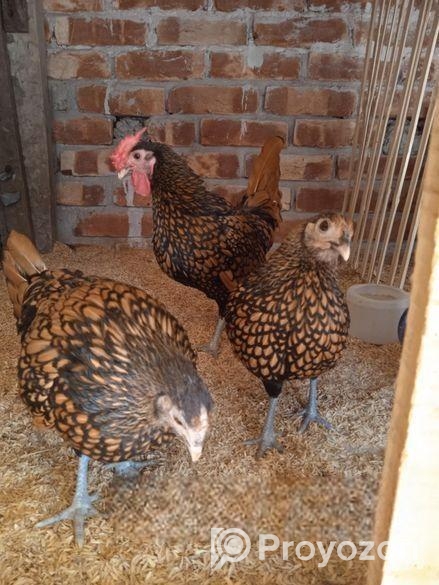 রানিং ৩ পিস গোল্ডেন সেফরাইট মুরগী বিক্রি করা হবে