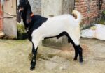 অরিজিনাল জিবলা তোতাপুরি পাঠা