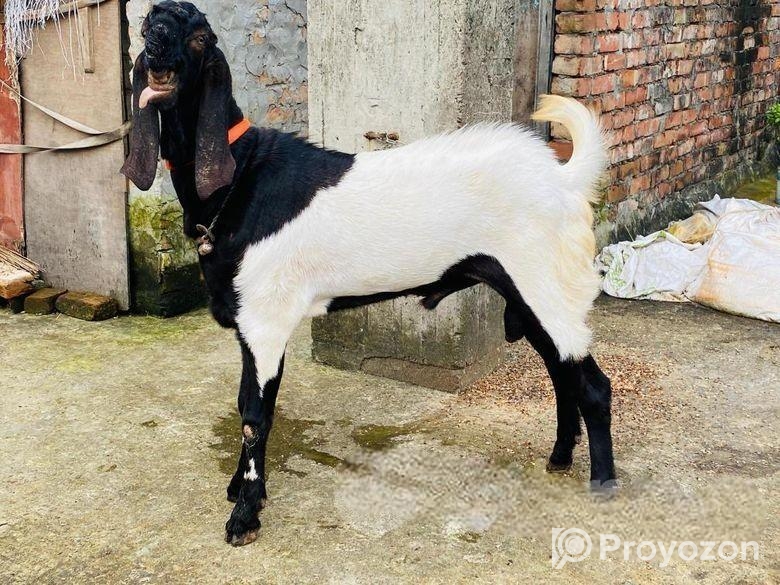 অরিজিনাল জিবলা তোতাপুরি পাঠা