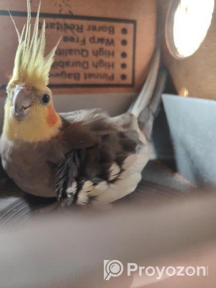 রানিং পেয়ার এটি গ্রে কোকাটেল