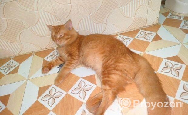 Persian Male Cat