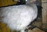 শে রুমা ১জুরা রানিং ডিম পারতাছে