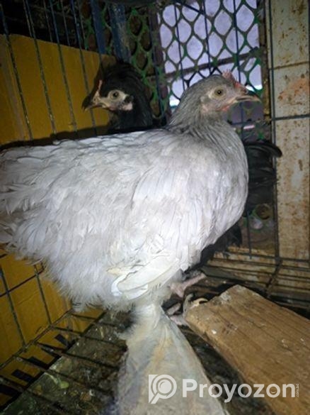 শে রুমা ১জুরা রানিং ডিম পারতাছে