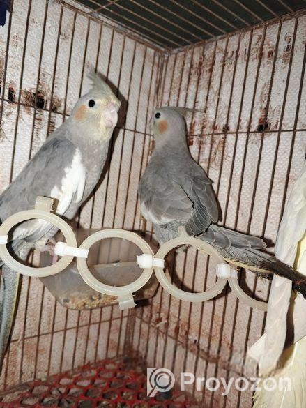 কোকাটেল পাখি