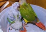 Painapel Conure Baby Tame Size