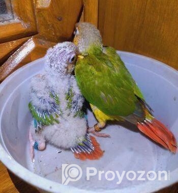 Painapel Conure Baby Tame Size