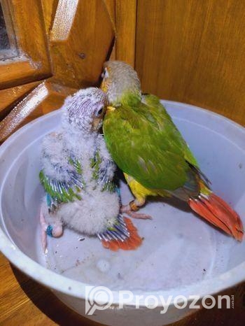 Painapel Conure Baby Tame Size