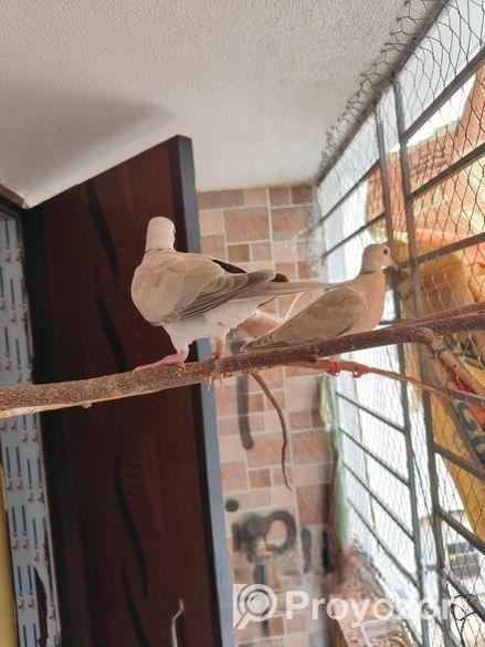 এক জোড়া অস্ট্রেলিয়ান ঘুঘু