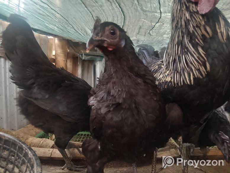 ডিম পাড়া রানিং কাদাখনাথ/কড়কনাথ মুরগি ও বিক্রি কর