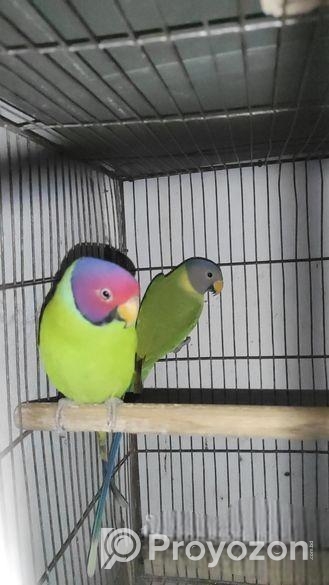 ইন্ডিয়ান রিংনেক