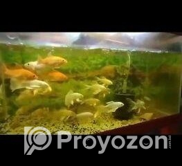 fitted-27_2025-08-07_10-45-05