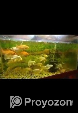 Butterfly Japani Koi Karp