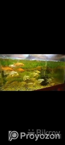 Butterfly Japani Koi Karp