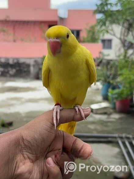 Yellow Ringneck Full Tame