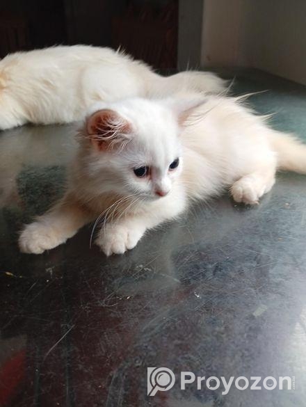 পারশিয়ান বিড়াল