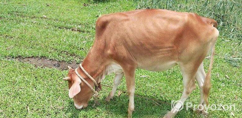 দেশি গরু বিক্রি হবে