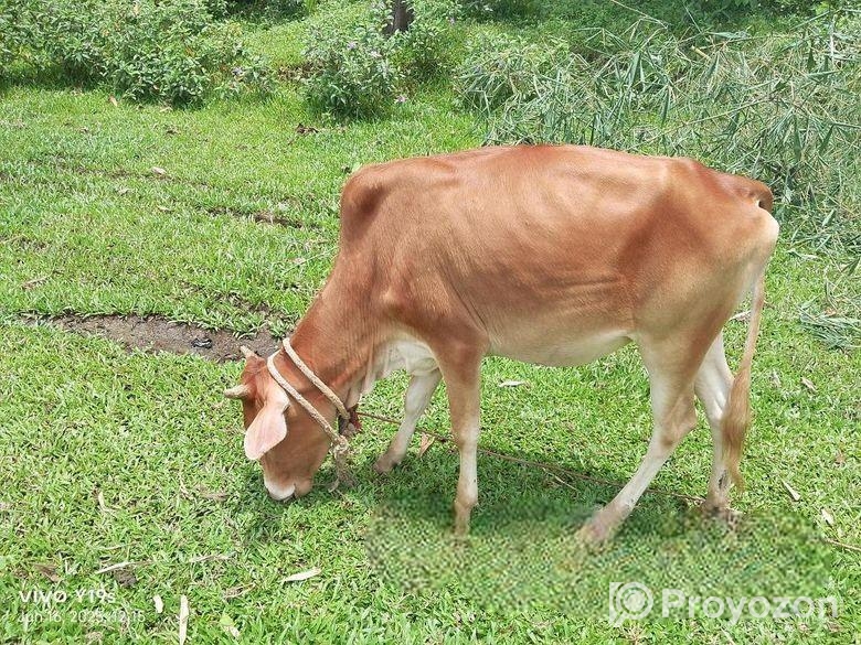 দেশি গরু বিক্রি হবে