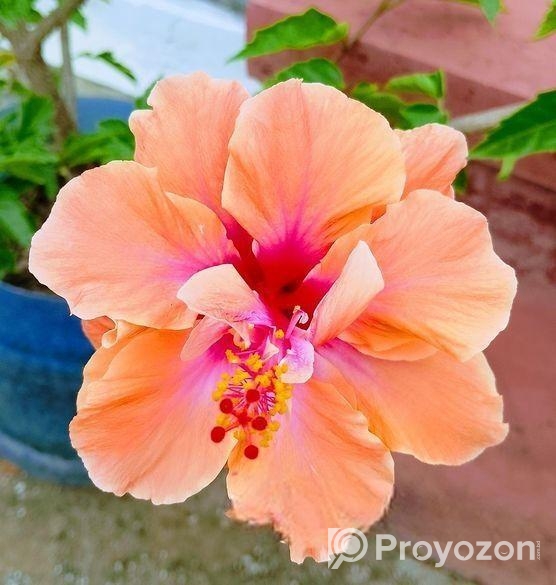 জবা ফুল গাছ sell