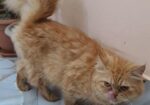 Persian Cat Adult Female