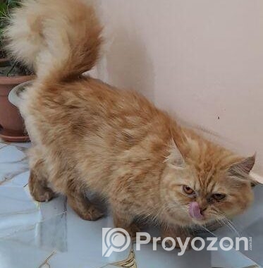 Persian Cat Adult Female