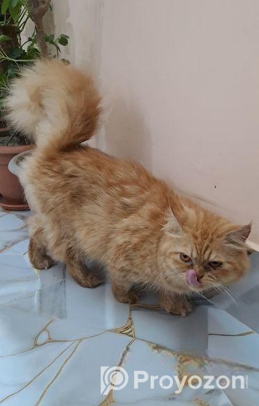 Persian Cat Adult Female