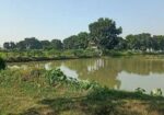 নরসিংদীতে ১০০ বিঘা জমিতে পুকুর সহ বাগান বাড়ী বিক্র