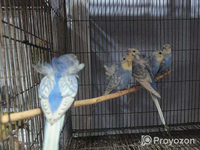 জাপানিজ বাজরিগার