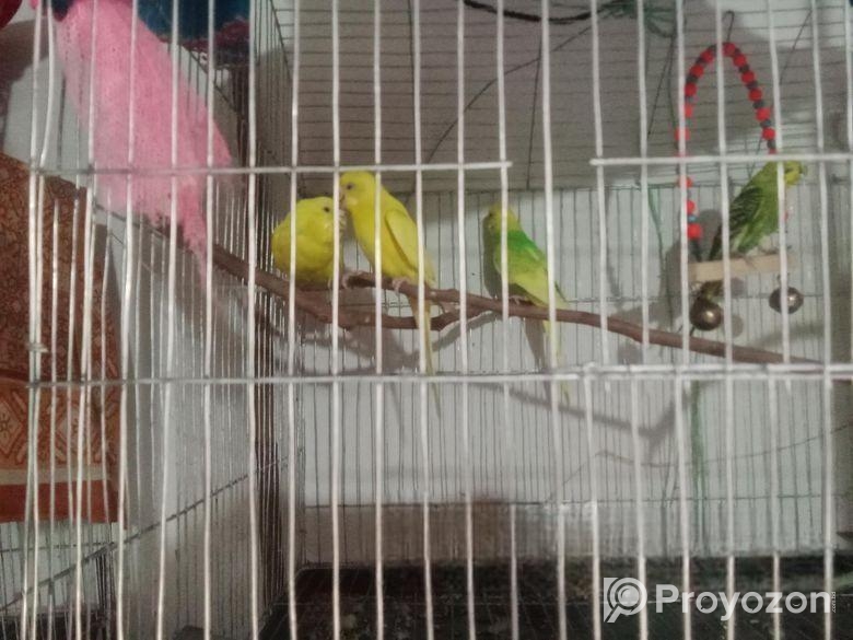 Jp, Lutino And Classic Berzika