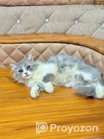 পিউড় পারসিয়ান লং ত্রিপল কোট মেল ফিমেল