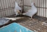 Diamond Dove
