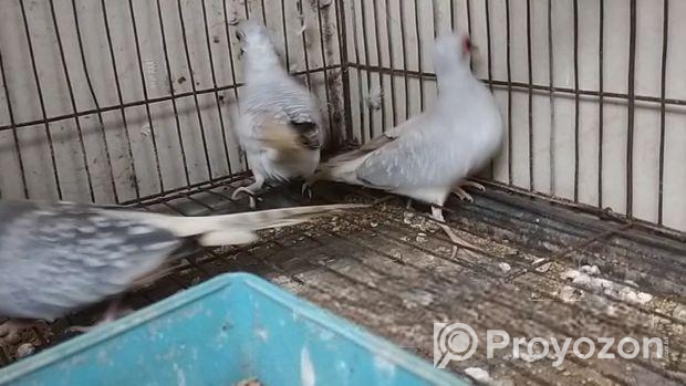 Diamond Dove
