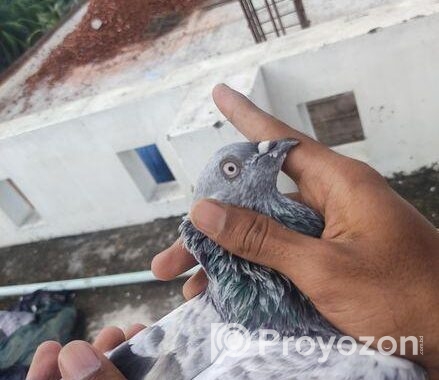 সিলভার কবুতর
