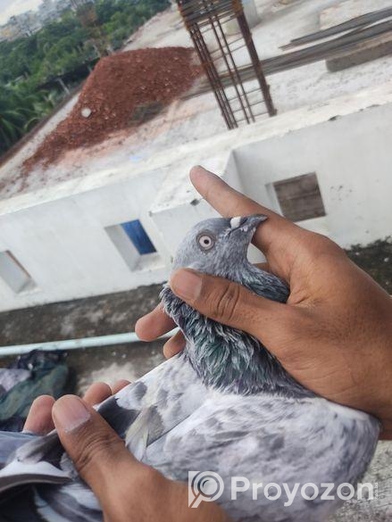 সিলভার কবুতর