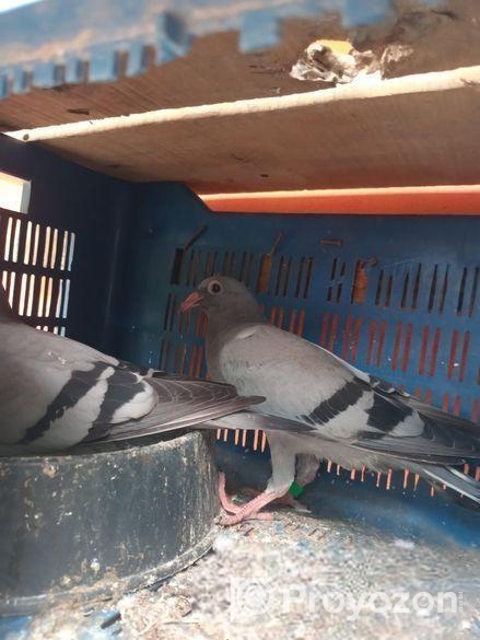 রেসার বাচ্চা বিক্রি হবে