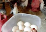 মুরগির ডিম