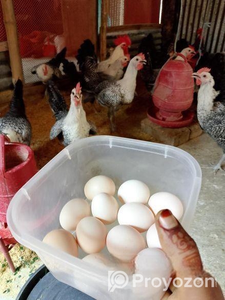 মুরগির ডিম