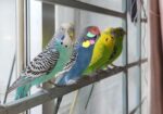 Tamed Budgie’s