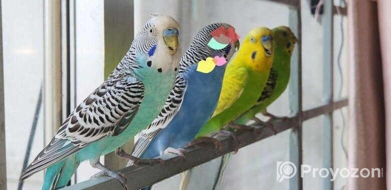 Tamed Budgie’s