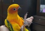 Super Tame Sun Conure
