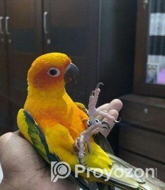 Super Tame Sun Conure