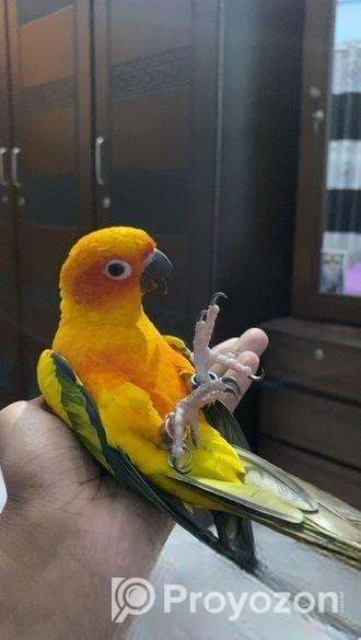 Super Tame Sun Conure