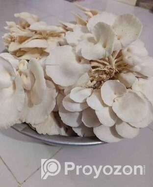 মাশরুম Mushroom