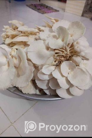 মাশরুম Mushroom