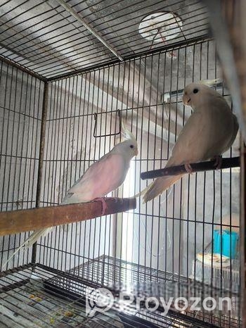 Big Size Albino Confirm Breeding Pair For Sale