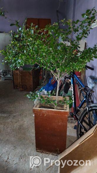 নাগাচুকা গাছ