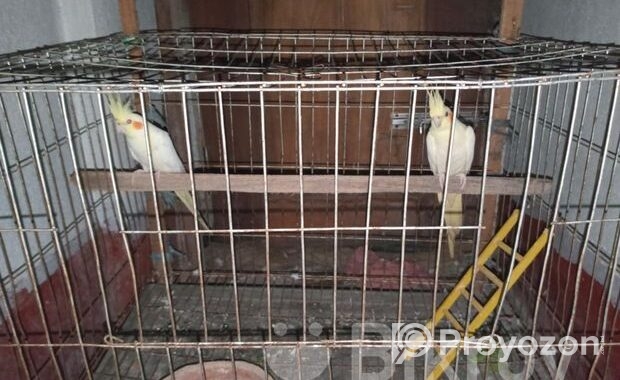 একজোড়া ককাটেল